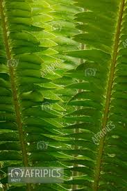 Image result for Encephalartos lebomboensis