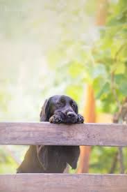 Pin Von Christine Morgan Auf Fun Dogs Other Disasters Hunde Fotos Hundebilder Hunde Bilder