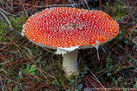 Image result for Rangaeris muscicola