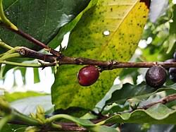 Image result for Coffea mufindiensis