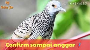 Pilih satu link dari 15 daftar dibawah untuk streaming video klip mp4 di metro musik, detail informasi dan kumpulan full album lagu terkait. Mp3 Suara Com Download Suara Burung Walet Panggil Asli Mp3 Terbaik