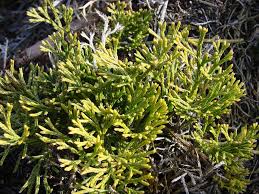 Image result for Lycopodiaceae