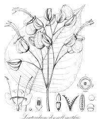 Image result for Nelsonia smithii