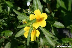 Maybe you would like to learn more about one of these? Piante Palustri Ludwigia Palustris Piante Acquatiche Ninfee Fiore Di Loto Palustri Galleggianti Sommerse