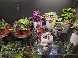 Image result for Floscopa sp.no.1