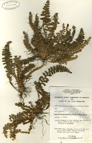 Image result for Cheilanthes involuta