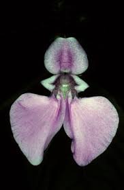 Image result for Impatiens psychadelphoides