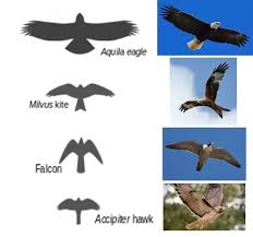 Birds Whats Are The Differences Between Hawks Falcons