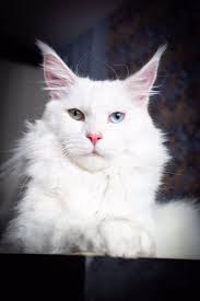 🩵Macho Parents: Lady & Proteo British Short Hair Color Silver Birth:  20/03/24