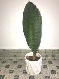 It is considered an extremely rare house plant and very hard to acquire in canada. Minimalist Fav Hardy Whale Fin Sansevieria Masoniana Sansevieria Snake Plant Air Purifying Plant Leaf Size 37cm Pot12cm Furniture Home Living Gardening Plants Seeds On Carousell