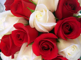 See more ideas about red roses wallpaper, wallpaper, beautiful wallpapers. Red And White Roses Wallpapers Top Free Red And White Roses Backgrounds Wallpaperaccess
