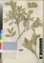 Image result for Hippocratea apocynoides