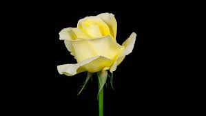 What is adobe premiere rush? Similar To Timelapse Of A Yellow Rose Flower Blooming On Black Background In 4k 4096x2304 Popular Royalty Free Videos Imageric Com