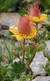 We did not find results for: Ilda On Twitter Rosa De Saron Suas Sementes Sao Como Graos De Areia E Podem Sobreviver Por Decadas No Deserto Nature Plants Planting Flowers Amazing Flowers