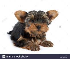 One Funny Puppy Of The Yorkshire Terrier With Big Ears Isolated On White Background Stock Photo Alamy