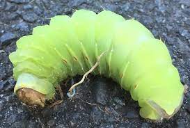 Check spelling or type a new query. Large Green Caterpillar Found In Central Park Antheraea Polyphemus Bugguide Net