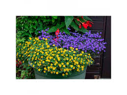 Image result for foto Vitálka