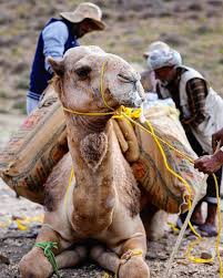 Also drawing camels carrying load available at png transparent variant. Hazel Findlay Goo Annnnnn Gis Us A Kiss Turns Out Camels Are Terrible At Carrying Heavy Loads Over Steep Terrain I Find Them To Be Fascinating And Terrifying Beasts Hopefully