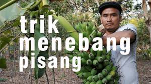 Mampu menurunkan berat badan dan mengatasi batuk berdarah. Cara Mudah Panen Pisang Yang Pohonnya Tinggi Youtube