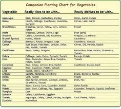 18 Reasonable Companion Vegetables Chart