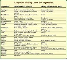 18 reasonable companion vegetables chart