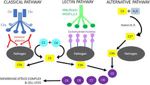 Image result for Complement Pathway