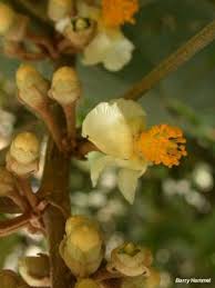 Image result for Catophractes alexandri