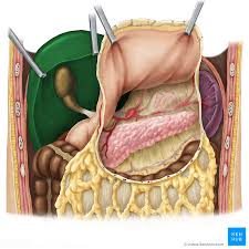 The muscles located in the muscularis layer of the duodenum include the circular and longitudinal muscles. Liver And Gallbladder Anatomy Location And Functions Kenhub