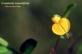 Image result for Crotalaria eremicola