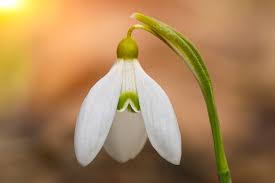 The smaller inner petals have green markings. The Folklore And Symbolism Of Snowdrops A To Z Flowers