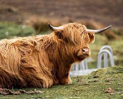 A Highland Cow Just Chilling And Chewing The Cud You Have To Love Them With Their Wayward Looks And Long Hair Scotlan Highland Cow Cow Long Hair Styles