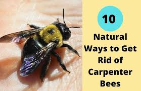 Many people use pesticide dust for this. 10 Natural Ways To Get Rid Of Carpenter Bees
