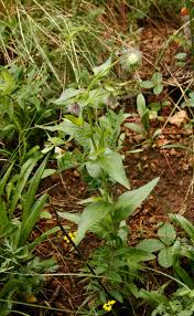 Image result for Otomeria elatior