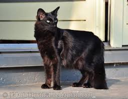 Neo Black Oriental Longhair By Blackmystica On Deviantart Oriental Shorthair Cats Cat Breeds Pretty Cats