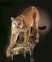 Mountain Lion Taxidermy Mount Google Search Waterfowl Taxidermy Animal Taxidermy Taxidermy