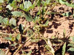 Image result for Boerhavia coccinea
