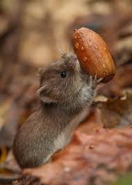 Pin By Monica Gershgal On Animals Wild In 2021 Cute Animals Animals Nature Animals