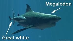 12 Animals You Re Glad Are Extinct Megalodon Megalodon Shark Animals