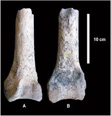 Image result for Austrosynotis