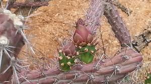 Christmas cactus, christmas cactus, tesajo cactus. Harvesting Cholla Buds Azpm