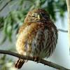 Common and widespread in the american tropics, this little owl enters our area only in southern texas and arizona, where it is now uncommon to rare. Https Encrypted Tbn0 Gstatic Com Images Q Tbn And9gcrbybbmvothdparppkknzhbdproe63hz9g1 Limo6y54mdujmuj Usqp Cau