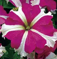 Petunia Grandiflora Sweetheart Sutton Seeds Petunias Flower Seeds