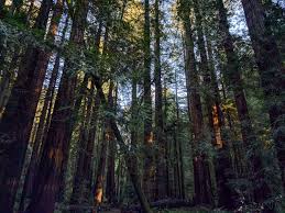 John muir, a brilliant transcendentalist, has written hundreds of enlightening environmental essay to emphasize the adamant need to save these sacred kings of the forests, the redwoods. Muir Woods National Monument Wikipedia