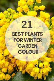 Winter Garden Colour Colourful Plants Coldweather Daviddomoney Grow Blooms Scents Gardening Gardene Winter Flowers Garden Winter Plants Cool Plants