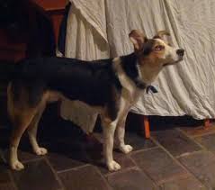 Industrial lighting, commercial lighting & warehouse lighting specalists. Obsessively Watching Lights Inside Help Please General Border Collie Discussion Bc Boards