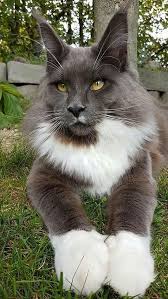 Pin On Putty Cat