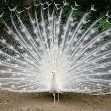 White Peafowl Purely Poultry Peafowl White Peacock Peacock