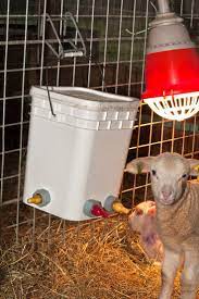Premier Farm Diary How To Raise Orphaned Or Bottle Lambs Goats Goats Goat Care Dairy Goats