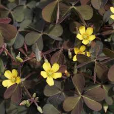 Image result for Oxalis obliquifolia