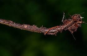 Image result for Asplenium smedsii